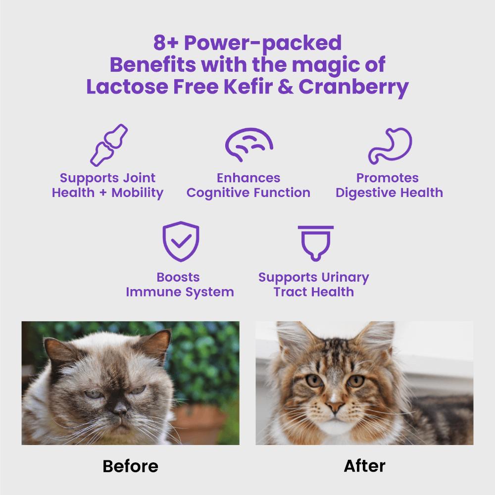 Bites Senior Support Cat Probiotic Yogurt Freeze Dried Chews