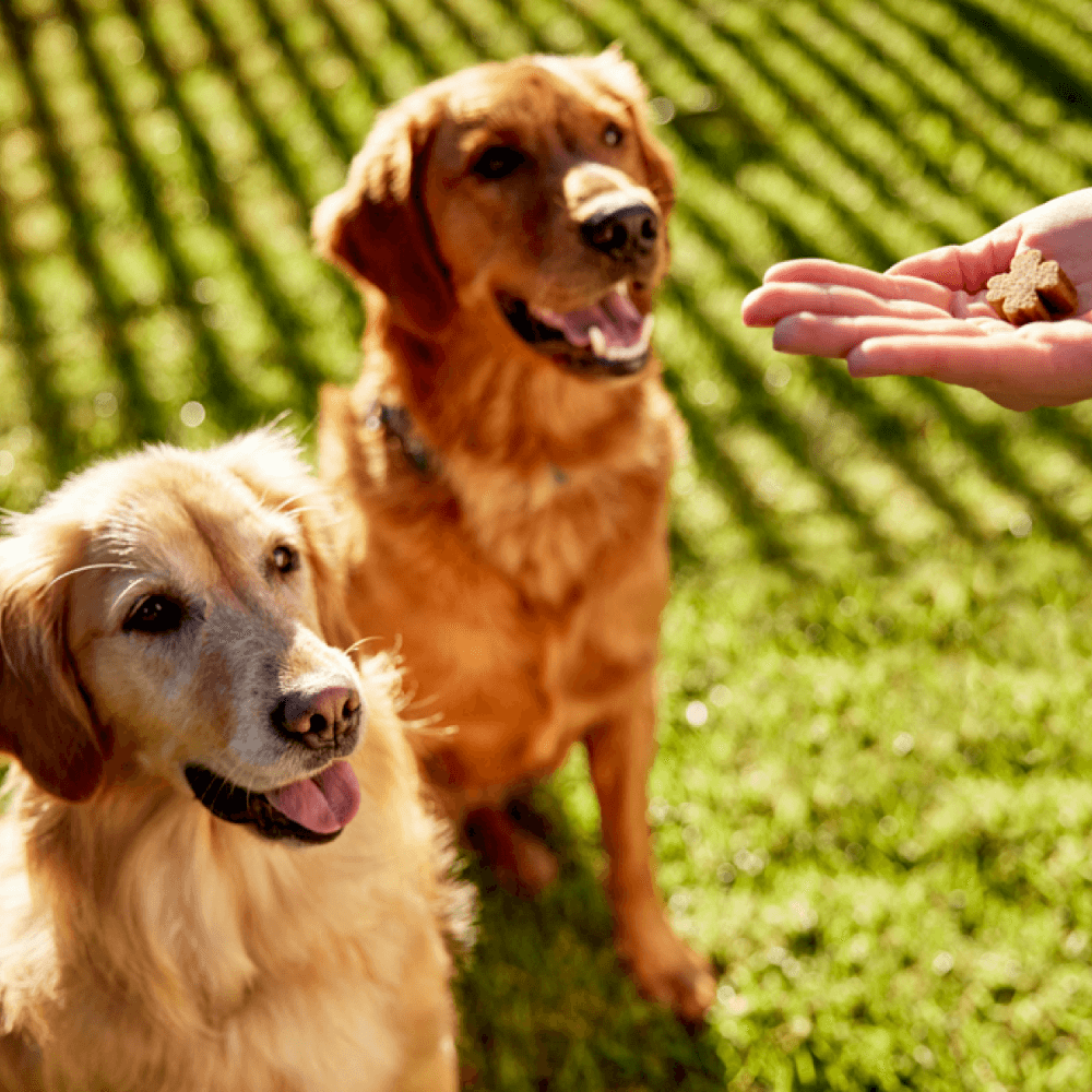 Joint Protect Chews for Dogs