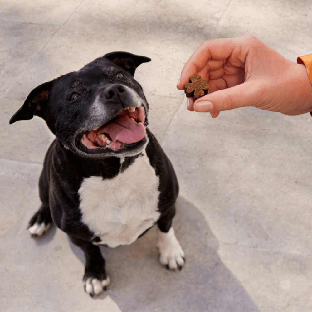 Dog Chews Senior Support