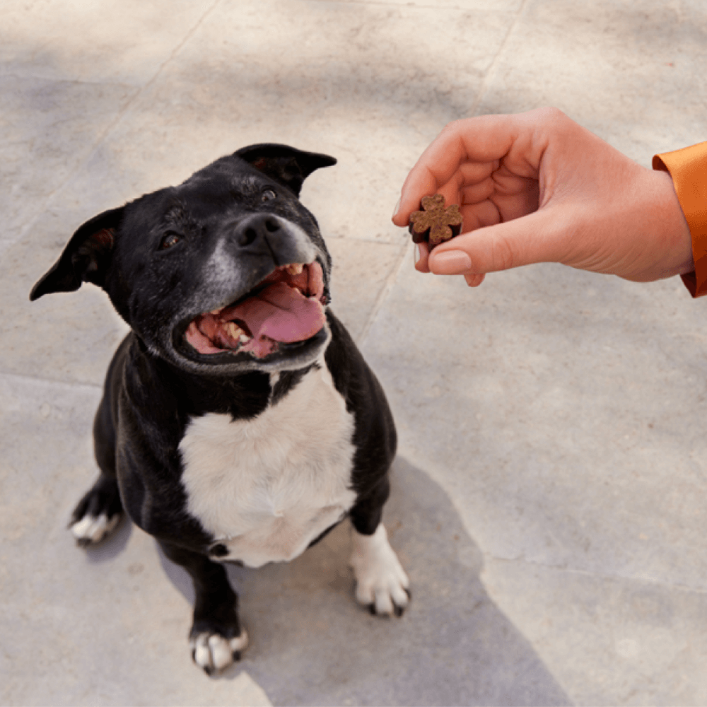 Urinary Support Chews for Dogs